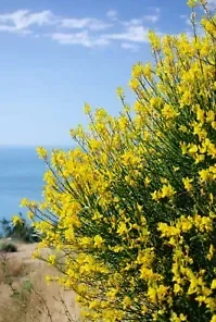 20 Spanish Broom Seeds (Spartium junceum) Weavers Broom Yellow Flower Bush Shrub