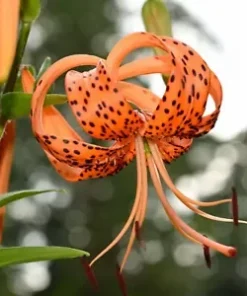 20+ TIGER LILY SEEDS (Lilium columbianum) Spotted Flowers