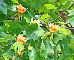 20 Tulip Poplar Seeds (Liriodendron tulipifera) TULIP TREE, BIG FLOWERS USA Sell