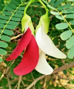 20 Vegetable Hummingbird Tree Seed Mix (Sesbania grandiflora) Agati Flower