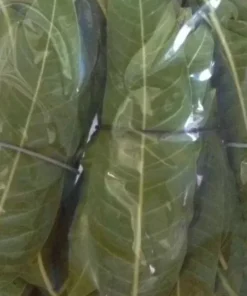 200 FRESH MANGO LEAVES 100% ORGANIC NATURE MEDICINE GROWN IN FLORIDA, USA