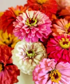 200+ Zinnia Pom Pom Flower Seeds - Pumila Pompon Mix (Cut and Come Again)