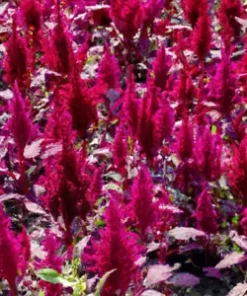 2,000+ Amaranth Red Garnet Seeds, Non-GMO Heirloom BULK Microgreens or Planting