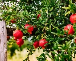 25 POMEGRANATE SEEDS (Punica granatum) | Sweet Tropical EDIBLE FRUIT Shrub, Tree