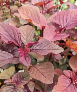 2500+ Red Garnet Amaranth Seeds - Organic Red Spinach for Gardening & Microgreens