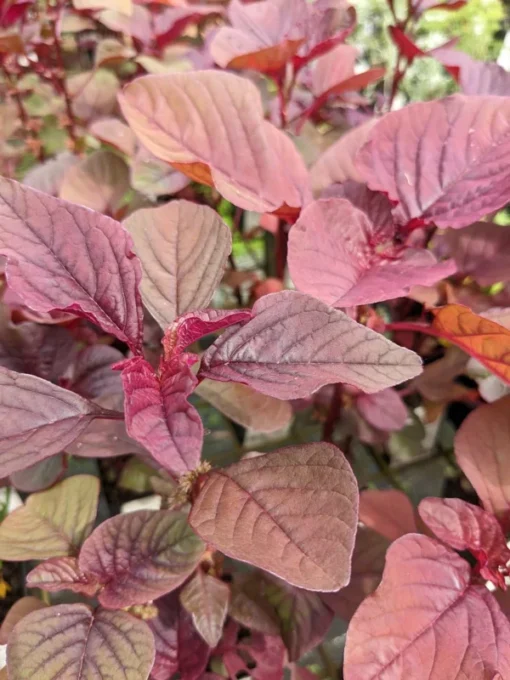 2500+ Red Garnet Amaranth Seeds - Organic Red Spinach for Gardening & Microgreens