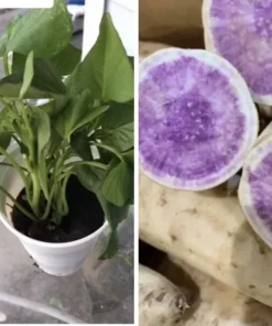 3 Plants In A Cup - Okinawa Purple Sweet Potato Plants