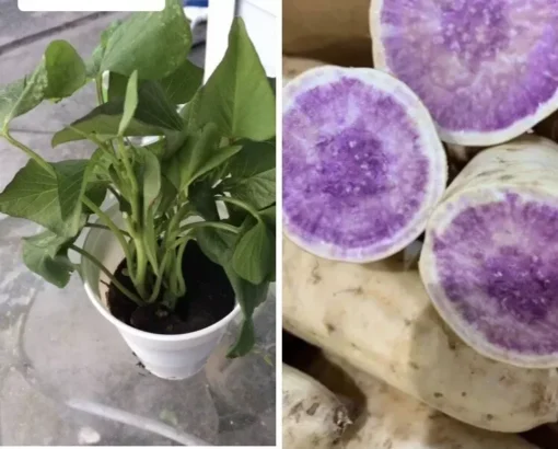 3 Plants In A Cup - Okinawa Purple Sweet Potato Plants