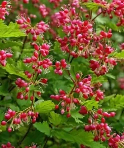 30 Black Currant Berry Seeds (Ribes divaricatum) Sweet Gooseberry, Fruit Bush