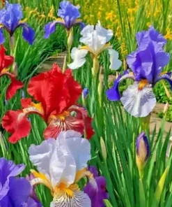 30+ Iris Flower Seeds (Iris siberica) Colorful Mix: Purple, White, Red and Blue