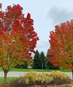 30+ Sugar Maple Tree Seeds (Acer saccarum) Fall Color, Edible Maple Syrup Source