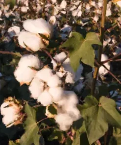 30 WHITE COTTON SEEDS *BURANDA* Non-GMO, 100% Quality, High-Density!