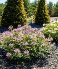 300 Cleome Spider Flower Seeds - White, Pink, Purple Wildflower | Bee Plant Bush