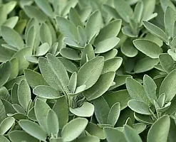 300+ Salvia Apiana Seeds - White Sage, Sacred Cali Burning Sage, USA