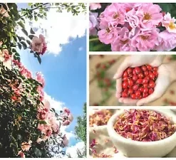 35 Rosa Canina Seeds - Pink Flowering Rosehip Rose Bush,