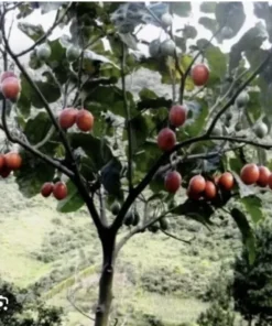 4”-8” Tamarillo Tomato Tree Plant/ Cyphomandra Betacea, Cà Chua Thân Gỗ