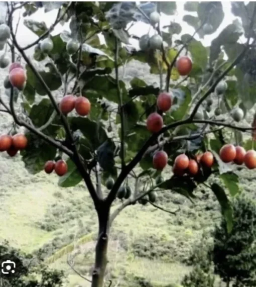 4”-8” Tamarillo Tomato Tree Plant/ Cyphomandra Betacea, Cà Chua Thân Gỗ