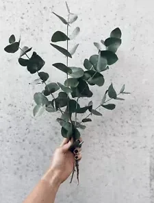 40+ Eucalyptus pulverulenta, Silver Dollar, Florist 'Baby Blue' | Bonsai Seeds