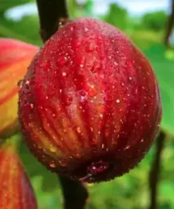 40+ Fig Tree Seeds (Ficus carica), Sweet Fruit Shrub