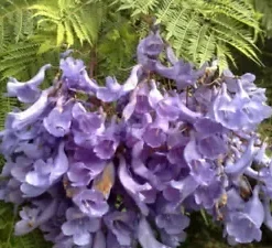 40 Purple Jacaranda Mimosifolia Seeds: Fastest Growing Flowering Tree,