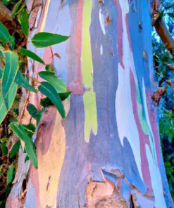 40 Rainbow Eucalyptus (E. deglupta) Gum Tree Seeds