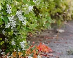 40 Snowberry Seeds (Symphoricarpos albus) HONEYSUCKLE Bush Shrub