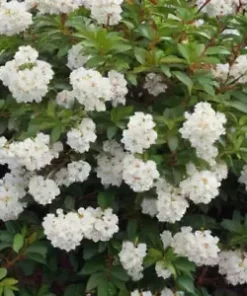 40 Tea Berry Shrub Seeds (Viburnum cassinoides) Witherod TEA LEAF, EDIBLE FRUITS