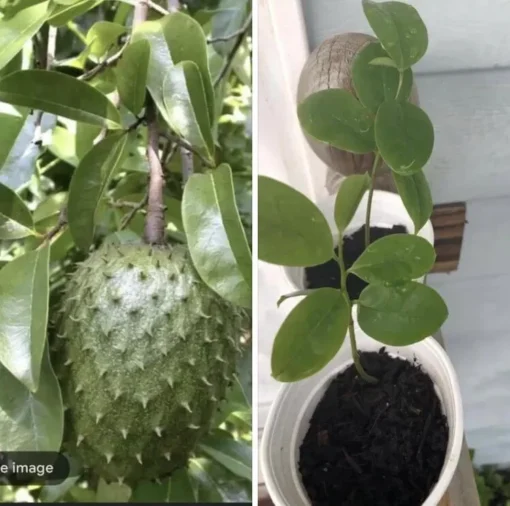 5”-9” Annona Muricata Graviola Soursop Guanabana Potted Starter PLANT Tropical