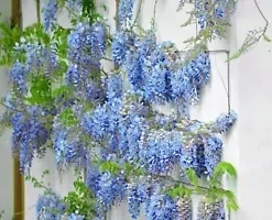 5 Blue Chinese Wisteria Seed Perennial Climbing Flower Vine Shrub