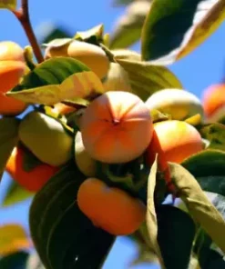 5 Common Persimmon Diospyros virginian Native Edible Fruit Tree Seeds