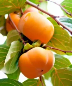 5 Japanese Persimmon Seeds Diospyros kaki | Edible Fruit Tree, USA