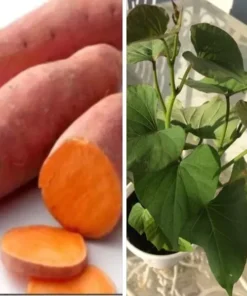 5 Plants In A Cup - Beauregard Sweet Potato Plants