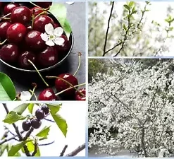 5 Sand Cherry Seeds (Prunus pumila) Edible Fruit Tree Shrub