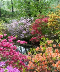 50+ AZALEA SEED MIX | Mixed/Multi Rhododendron Flower Colors | Shrub Bush