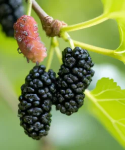 50+ Black Mulberry Tree Seeds (Morus nigra) | Sweet Edible Fruits,