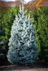 50 Blue Spruce Seeds - Christmas Trees (Colorado, Picea pungens)