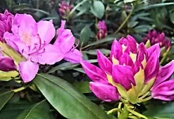 50+ California PINK AZALEA Seed RHODODENDRON macrophyllum Flower Shrub Bush Tree