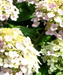 50 Climbing Hydrangea Seeds, Vining Flower Bush, Creeping Hedge Shrub,