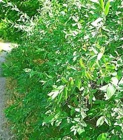 50+ European Fly Honeysuckle Vine Seeds, Native Perennial White Honeysuckle Bush