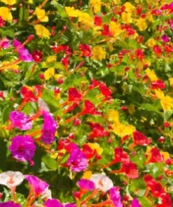 50 Four O' Clock Flower Mix Seeds 'Marvel of Peru' | Perennial Mirabilis jalapa