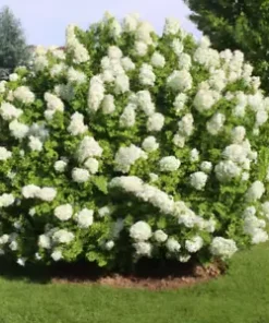 50 Hydrangea Seeds - White Flower Bush, Hedge, Shrub | Hydrangea quercifolia