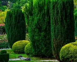 50+ Italian Cypress (Cupressus sempervirens) Cedar Tree Seeds