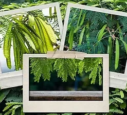 50+ Koa Haole Tamarind Shrub Tree Seeds (Leucaena leucocephala) Miracle Leadtree