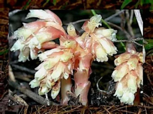 50 Monotropa Hypopitys Seeds – Dutchman's Pipe - Rare Pinesap Wildflower for Shaded Gardens