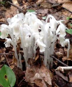 50 Monotropa Uniflora Seeds – Indian Pipe Forest Flower Seeds - Rare Ghost Plant Wildflower for Shade Gardens