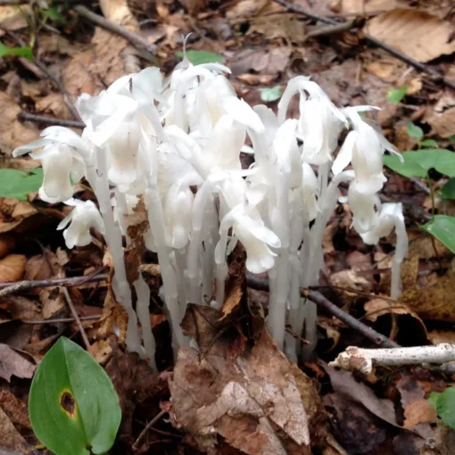 50 Monotropa Uniflora Seeds – Indian Pipe Forest Flower Seeds - Rare Ghost Plant Wildflower for Shade Gardens