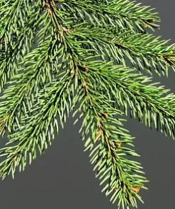 50 Norway Green Spruce Seeds - Christmas Trees (Picea abies)