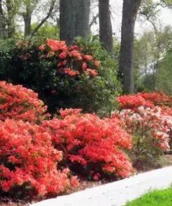 50+ Red Azalea Seeds (Rhododendron bakeri) Cumerland Azalea Flowering Bush