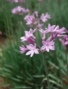 50 Society Garlic Seeds | Ornamental, Edible, Perennial, Flowering (T. violacea)