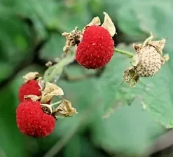 50+ Thimbleberry Seeds (Rubus parviflorus) Flowering Raspberry Sweet Berry Fruit